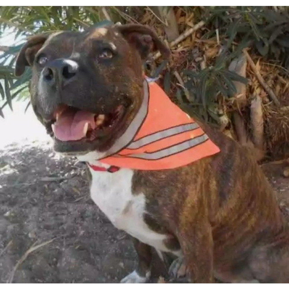 Small dog safety bandana orange New